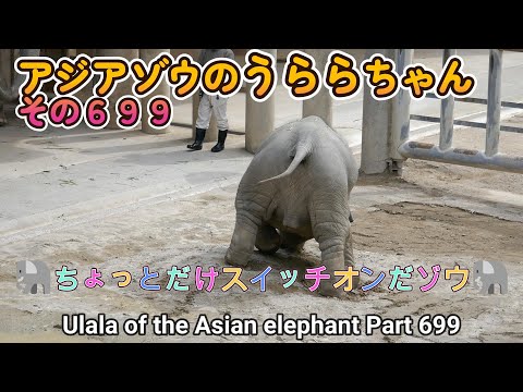 アジアゾウのうららちゃん（６９９）🐘ちょっとだけスイッチオンだゾウ🐘（東山動植物園）Ulala of the Asian elephant Part 699