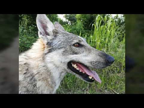 Czechoslovakian Wolfdog "Vanya Lupi del Montale" Photoshoot 2019