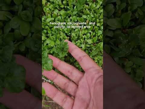 Lush Fenugreek microgreens & potatoes (S-124) #shorts #ytshorts #garden #Fenugreek #potato #plants