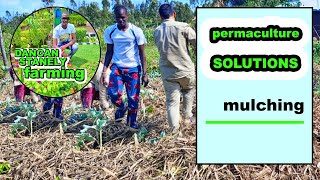 PERMACULTURE SOLUTIONS: Mulching