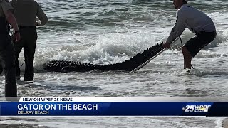 Massive gator captured in the waves of Delray Beach