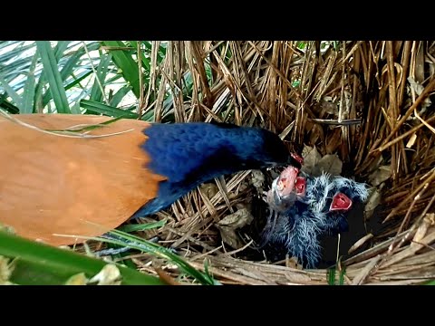 Can This Mother Bird Feed Both Chicks Equally? Watch the Struggle!