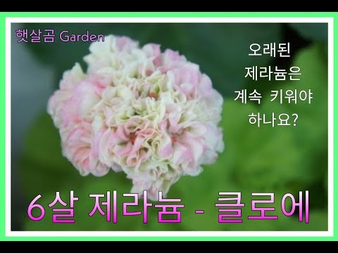 6살 제라늄 클로에 l 6 years old geranium chloe