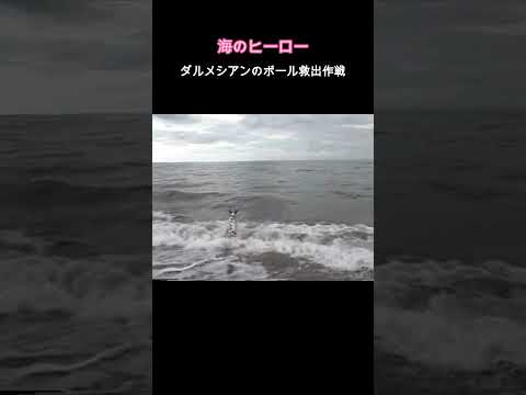 海のヒーロー　ダルメシアンのボール救出作戦 　　　　　　　　#犬#ペット#ダルメシアン