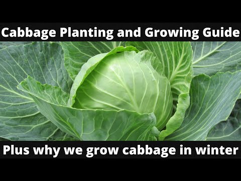 Cabbage planting and growing guide plus why we grow cabbage in winter!