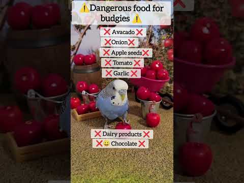 Dangerous food for budgie #shorts #budgies #birdfacts #animallover #petslover#parrots #birdinfo