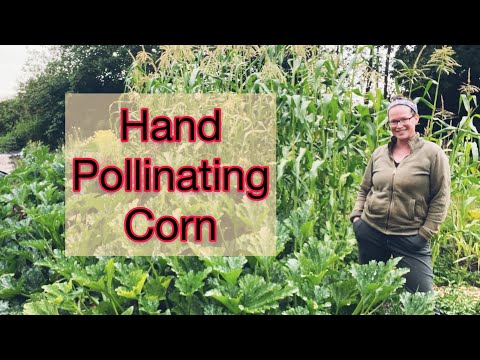 How To Make Sure Your Corn is Perfectly Pollinated | PNW Zone 8b