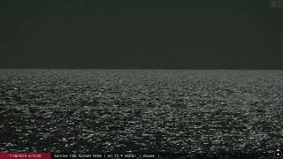 Jan 15, 2025: Maui humpback whales breaching in the moonlight