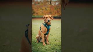 Meet Jasper 🐾 I hope we can make your day! #dogphotography #dogphotographer #dogs #dogpictures