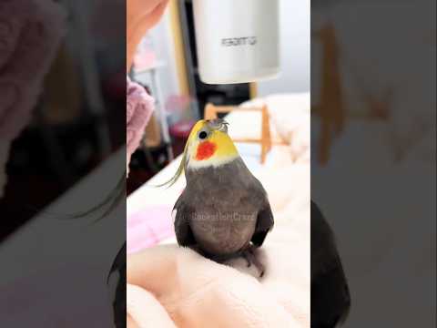 Larry charmingly singing to the mug that revolves around his head 🥰🦜 #cockatielscraze #birdsinging