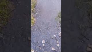 🔹Creek flowing under bridge🔹#watersounds #naturesoundsforsleeping #watersoundsforsleeping #shorts