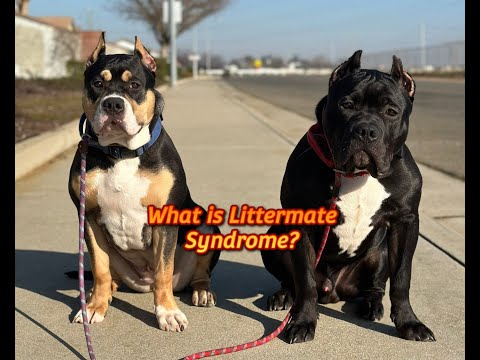 What is Littermate Syndrome?