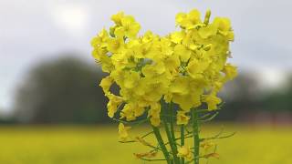 A Moment of Zen around canola flowers