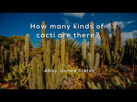 How many kinds of cacti are there?