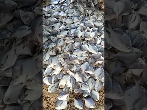 রুপচাঁদা মাছ।। Rupchanda  fish।।