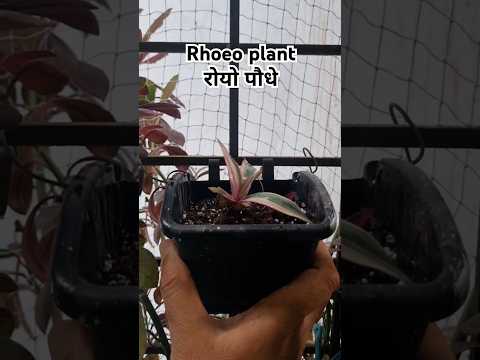 Rhoeo plant or Oyster plant propogation (S-081) #shorts #youtubeshorts #plants #garden #nature