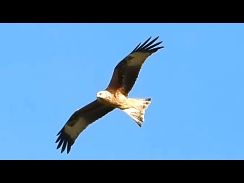 RED KITE Swoops and GRABS a BIRD in Flight  👀  Milvus milvus