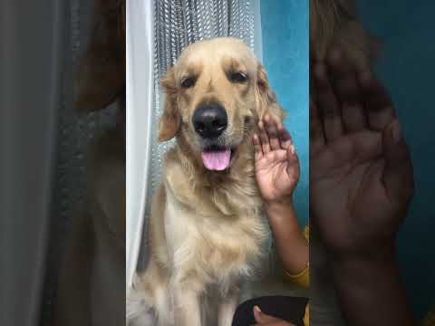 Dog Lover ♥️#dog #pupp #goldenretriever #happy #puppy #doglover #pet #short #ytshorts #love #yt