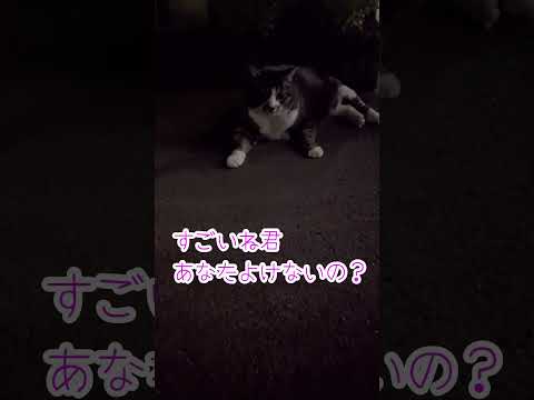 デカにゃんこVS小心者チワワ#shorts #チワワ #犬 #dog #funnydogs #cutedogs #pets