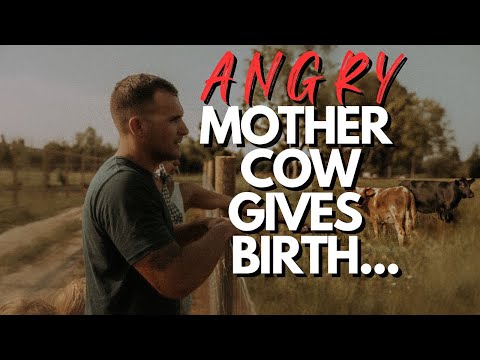 OUR ANGRY MOTHER COW GIVES BIRTH...