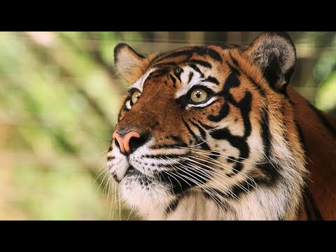 The Hidden Power of Tigers