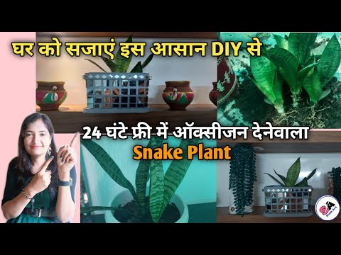 DIY Planter From Waste Plastic Container | Snake Plant Propagation | Sansevieria |Best Indoor Plant