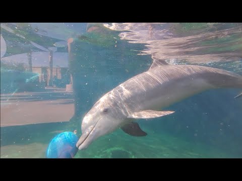 Dolphins Play with Toys - Dolphin Oasis at Gulfarium - November 30, 2024