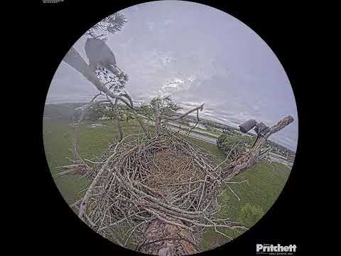 Southwest Florida Eagle Cam - Cam 360