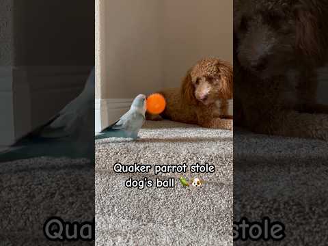 “This is how you play ball sis” 😂 #quakerparrots #minigoldendoodles #pets   #youtubeshorts