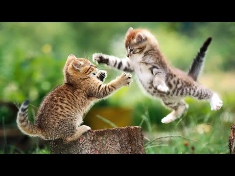 Cute Funny Kitten Playing and  Fighting ❤ Cute Sumo Kittens ► Kitten Lovers