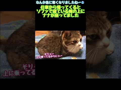 嫁さんの上で寝るネコ　sleeping cat　#shorts