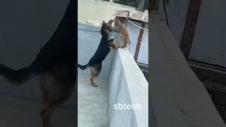 monkey & dog love moment Cantonment roof top Dhaka #sbtech #shorts #monkey #doglover