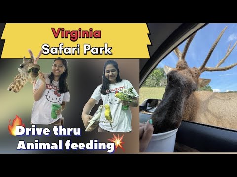 Virginia Safari Park, 2023 | Drive thru Animals in Virginia, USA I #virginia #safaripark