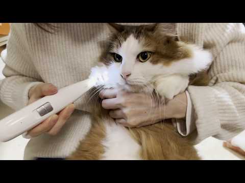 Tragedy! Mom was playing with my cat when the cat's claws pierced her.