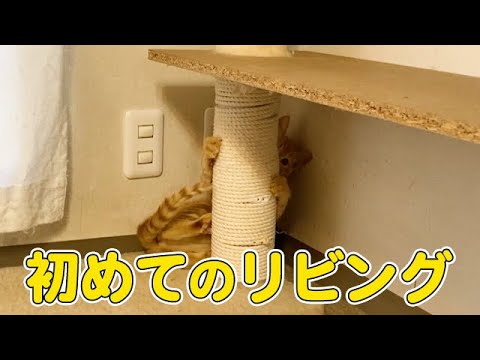 初めてリビングに出た保護子猫