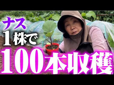 家庭菜園でナス栽培はとってもお得【1株から100本以上収穫できます】【家庭菜園】【ナスこれ】