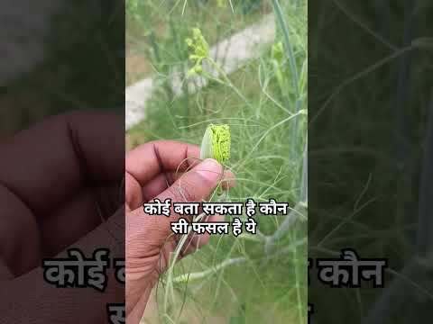 कोई बता सकता है कौन सी फसल है ये #tranding #viral #short #video