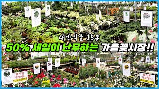 화려하고 예쁜 신품종 식물들이 반겨주는 가을 꽃시장 투어!! 50%세일까지??