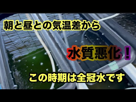 (メダカ)水質注意⚠️この時期は不安定になる全冠水しますよ