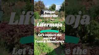 Please Subscribe Lifermoja  #amazing #food #cooking #spicy #travel #exploretheworld #flavorful #fish