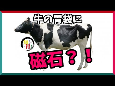 ◆知っ得◆雑学　牛の胃袋は４つあり、第一の胃袋には磁石が入っている。