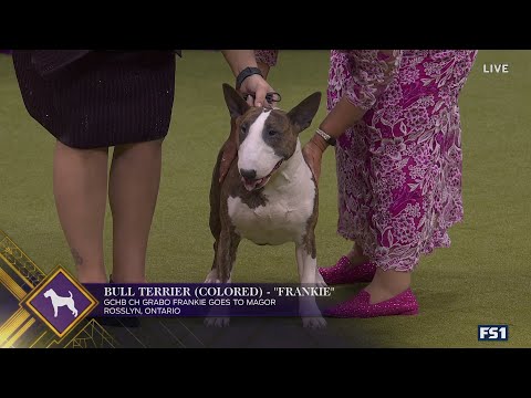 Frankie the Bull Terrier wins the Terrier Group | Westminster Kennel Club