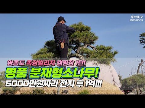 영종도 족장빌리지 캠핑장 1탄! 명품 분재형소나무.. 5000만원짜리 전지 후 1억 / Making Luxury Pine Trees