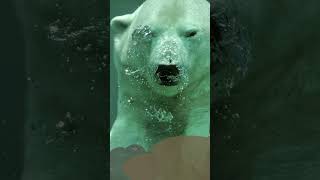 Magnificent Polar Bears Surviving the Arctic Wilderness #animalfacts #shortsvideo #natureadventures