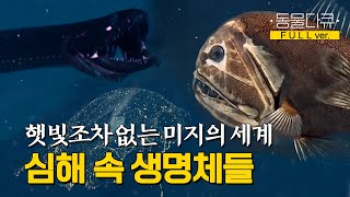 [풀버전] 희망과 절망이 교차하는 최후의 탐사, 그리고 심해에서 발견된 신비로운 생명체? l 최초 탐사 남태평양 심해를 가다 l KBS 스페셜 110605 방송