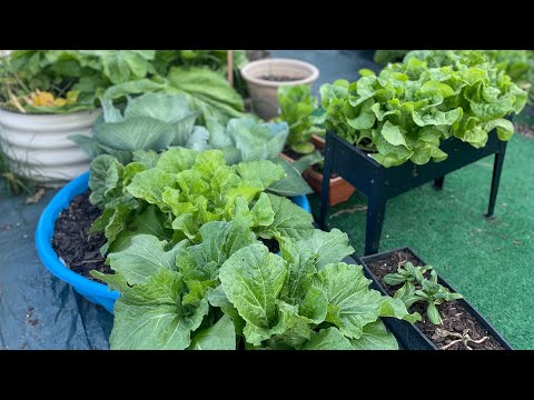 Quick morning garden update