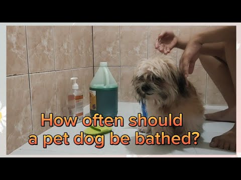 How often should a pet dog be bathed? #shihtzu #pets