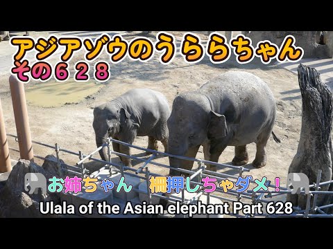 アジアゾウのうららちゃん（６２８）🐘お姉ちゃん　柵押しちゃダメ！🐘（東山動植物園）Ulala of the Asian elephant Part 628