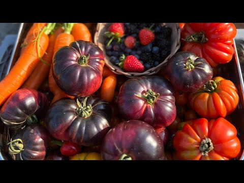 Summer Harvest