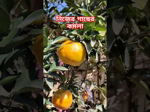 নিজের গাছের কমলা যে এত বেশি মজার হয় আগে জানতাম না 🔥 Orange Tree🍊